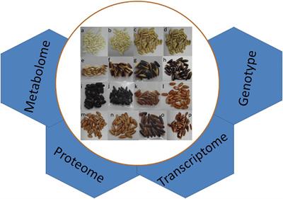 The Genetic Basis and Nutritional Benefits of Pigmented Rice Grain